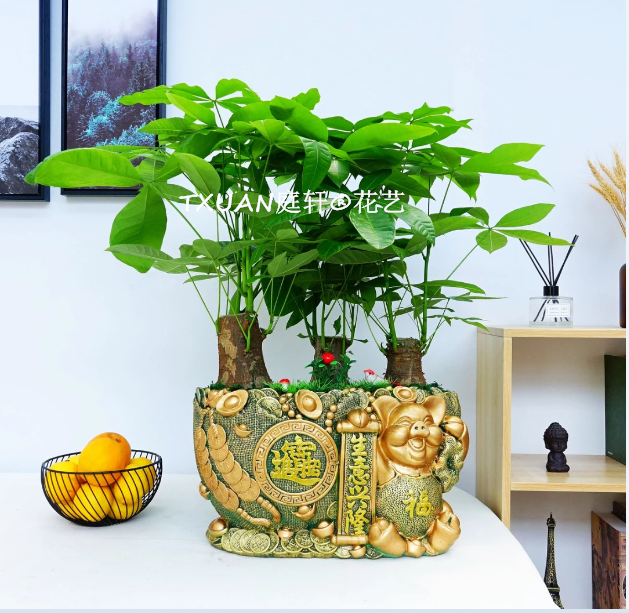 造型發(fā)財(cái)樹(shù)圖片/造型發(fā)財(cái)樹(shù)樣板圖 (4)