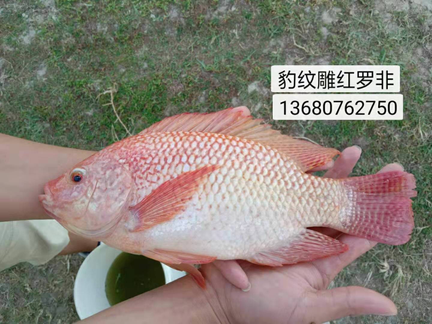 紅羅非苗圖片/紅羅非苗樣板圖 (4)