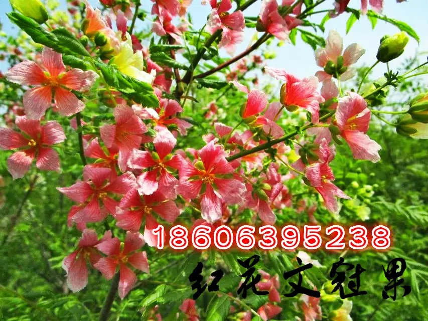 冠果圖片/冠果樣板圖 (1)
