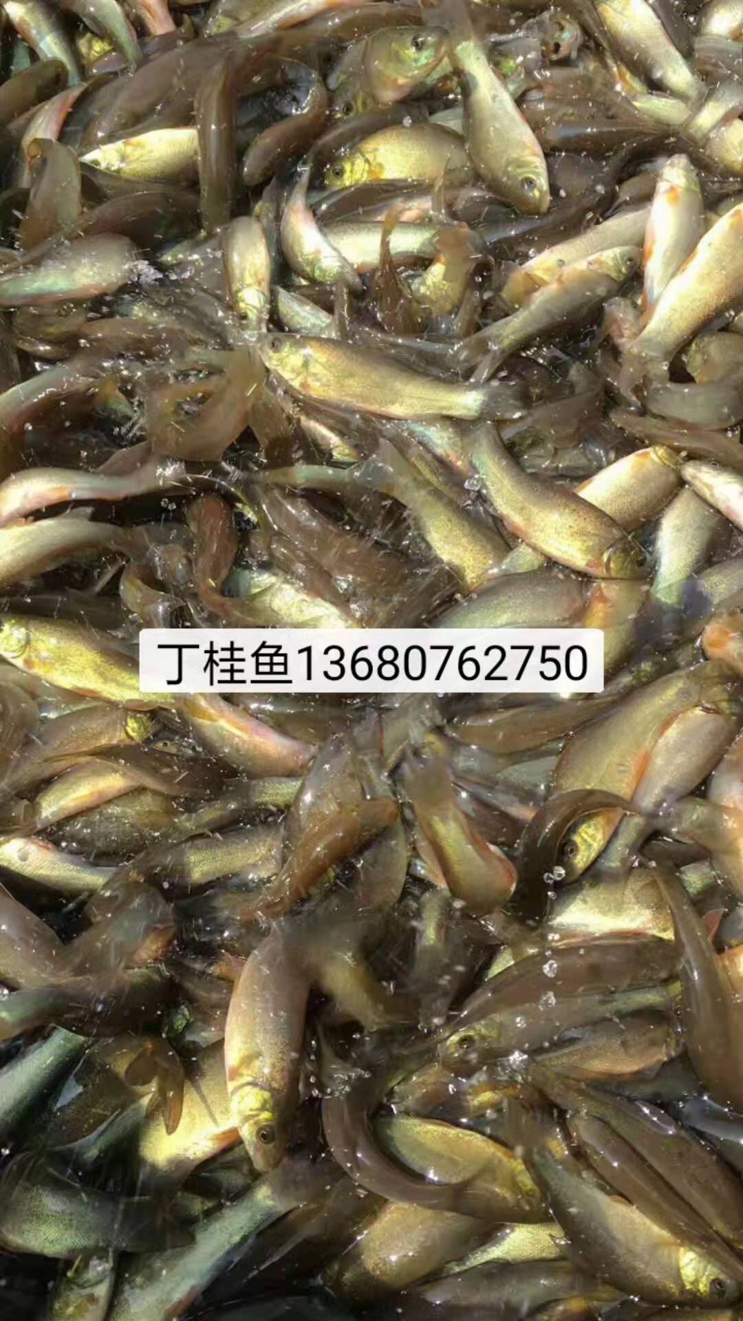 丁桂魚(yú)苗圖片/丁桂魚(yú)苗樣板圖 (1)