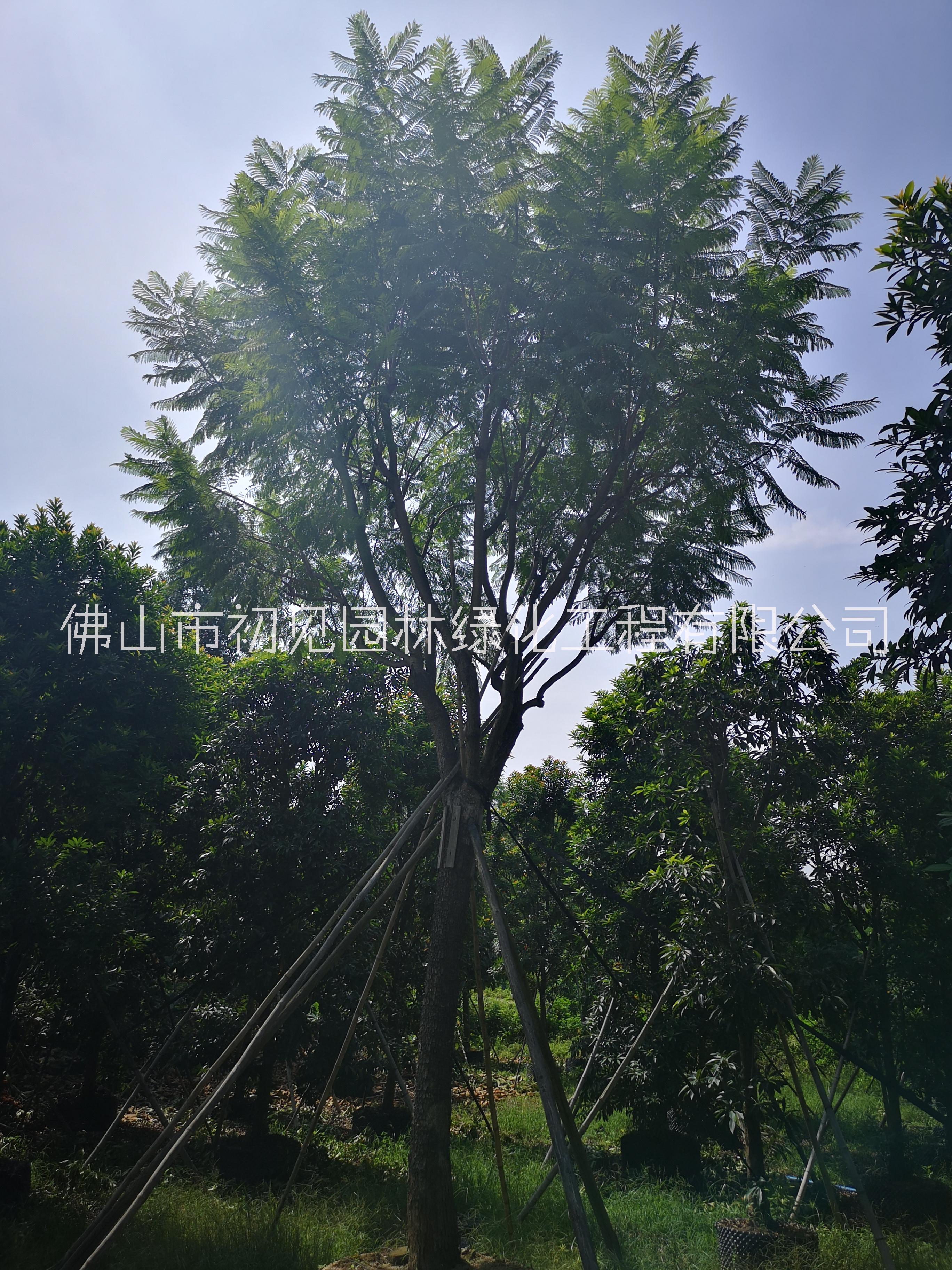 佛山初見(jiàn)園林大量自產(chǎn)自銷苗木圖片