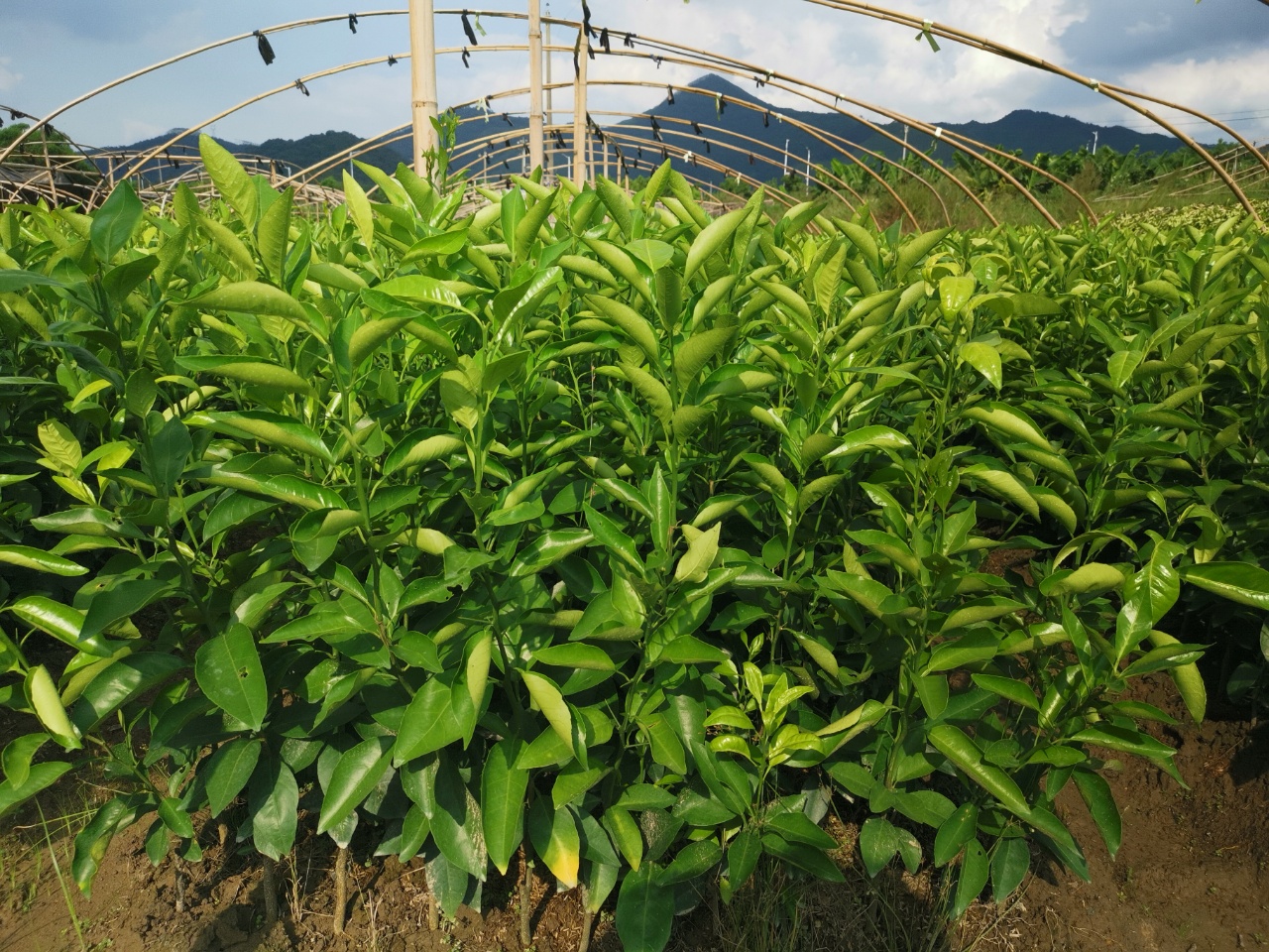 091無核沃柑苗圖片/091無核沃柑苗樣板圖 (2)