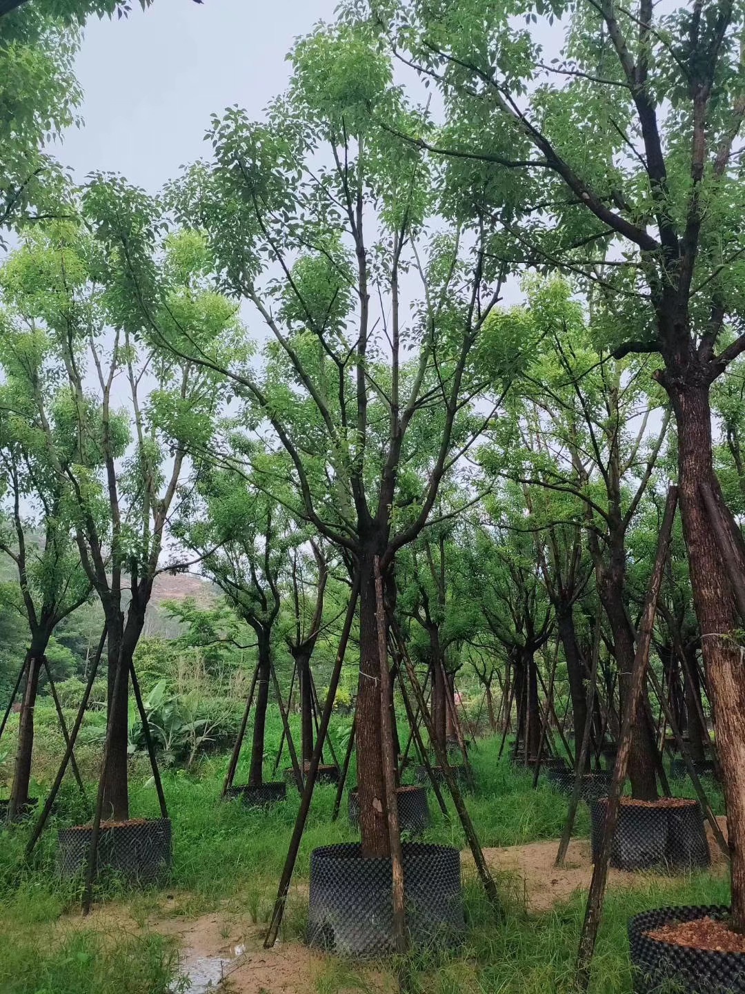 福建香樟圖片/福建香樟樣板圖 (2)