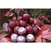 廣西紅皮農眼苗種植基地_廣西紅皮農眼苗批發(fā)價格_【廣西創(chuàng)優(yōu)果苗基地】