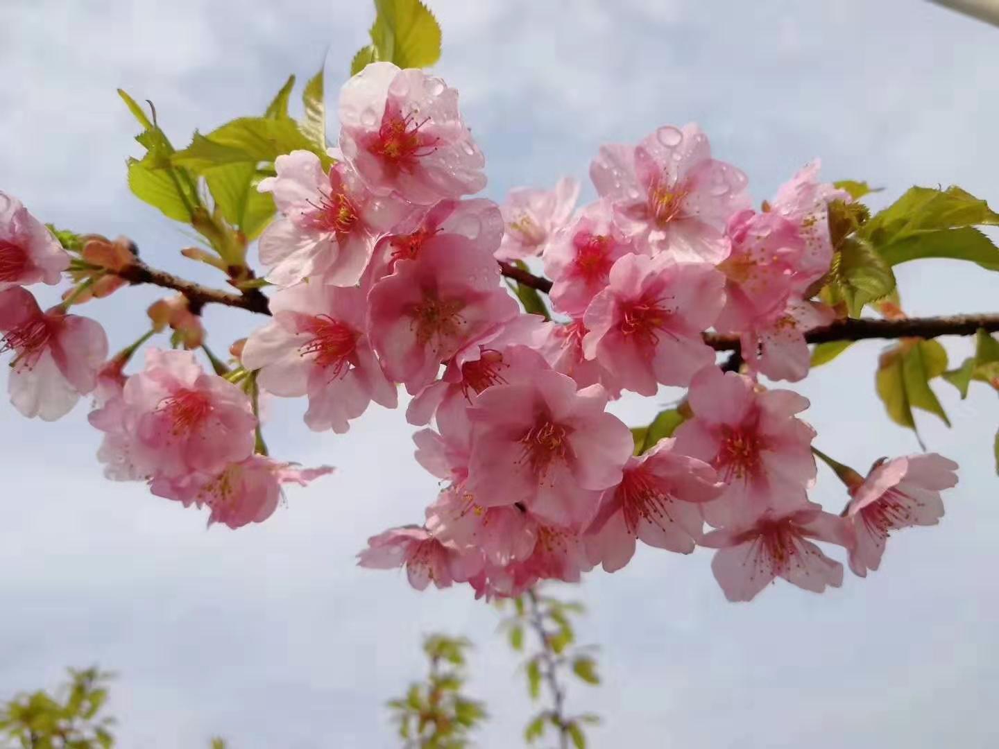 日照市河津樱花厂家山东河津樱花批发基地/优质供应商