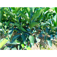香橙砧沃柑091樹苗圖片/香橙砧沃柑091樹苗樣板圖 (3)