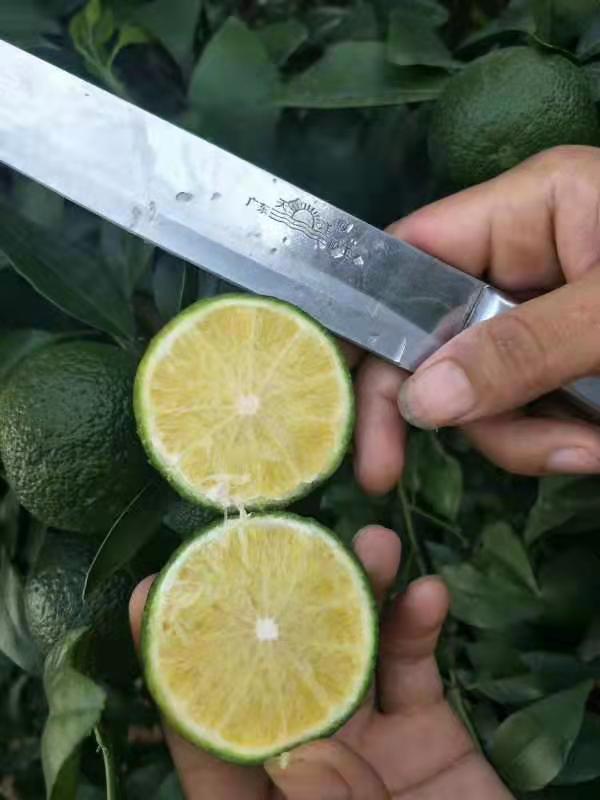 云南無核沃柑種植圖片/云南無核沃柑種植樣板圖 (4)