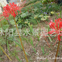 江蘇宿遷沭陽石蒜基地圖片