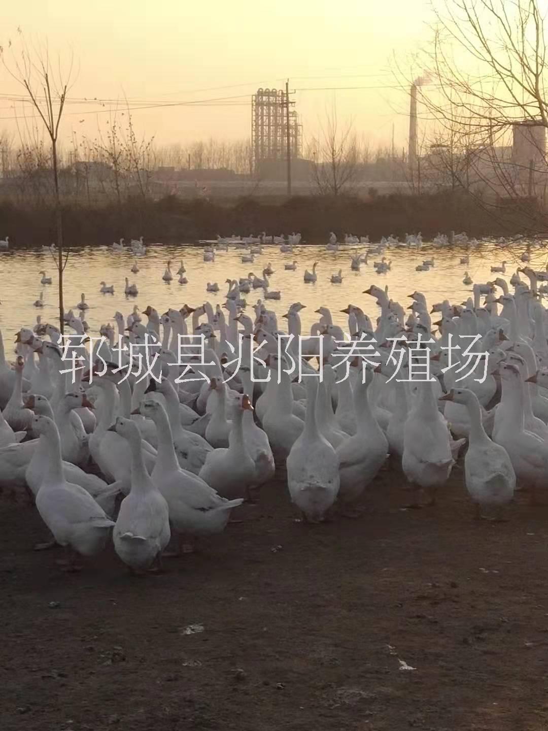 皖西白鵝供應(yīng)商價(jià)格圖片/皖西白鵝供應(yīng)商價(jià)格樣板圖 (2)