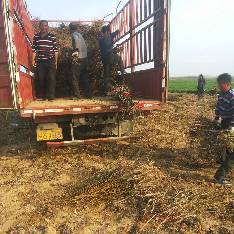 梨苗圖片/梨苗樣板圖 (2)