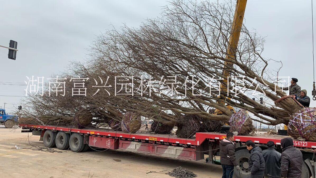 烏桕圖片/烏桕樣板圖 (1)