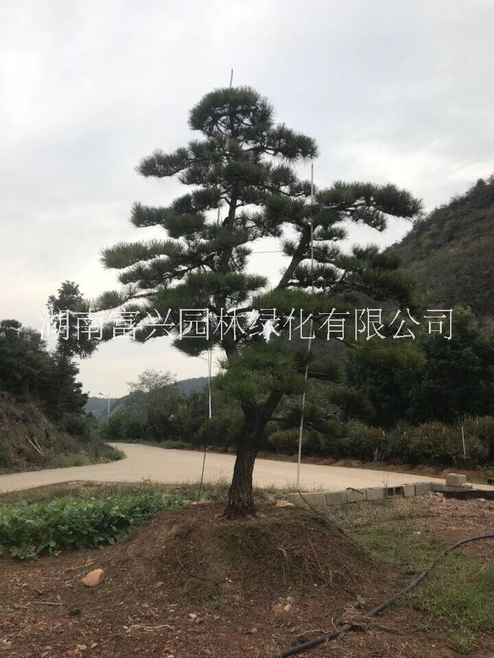 日本黑松福建日本黑松哪里便宜湖南日本黑松哪里多图片