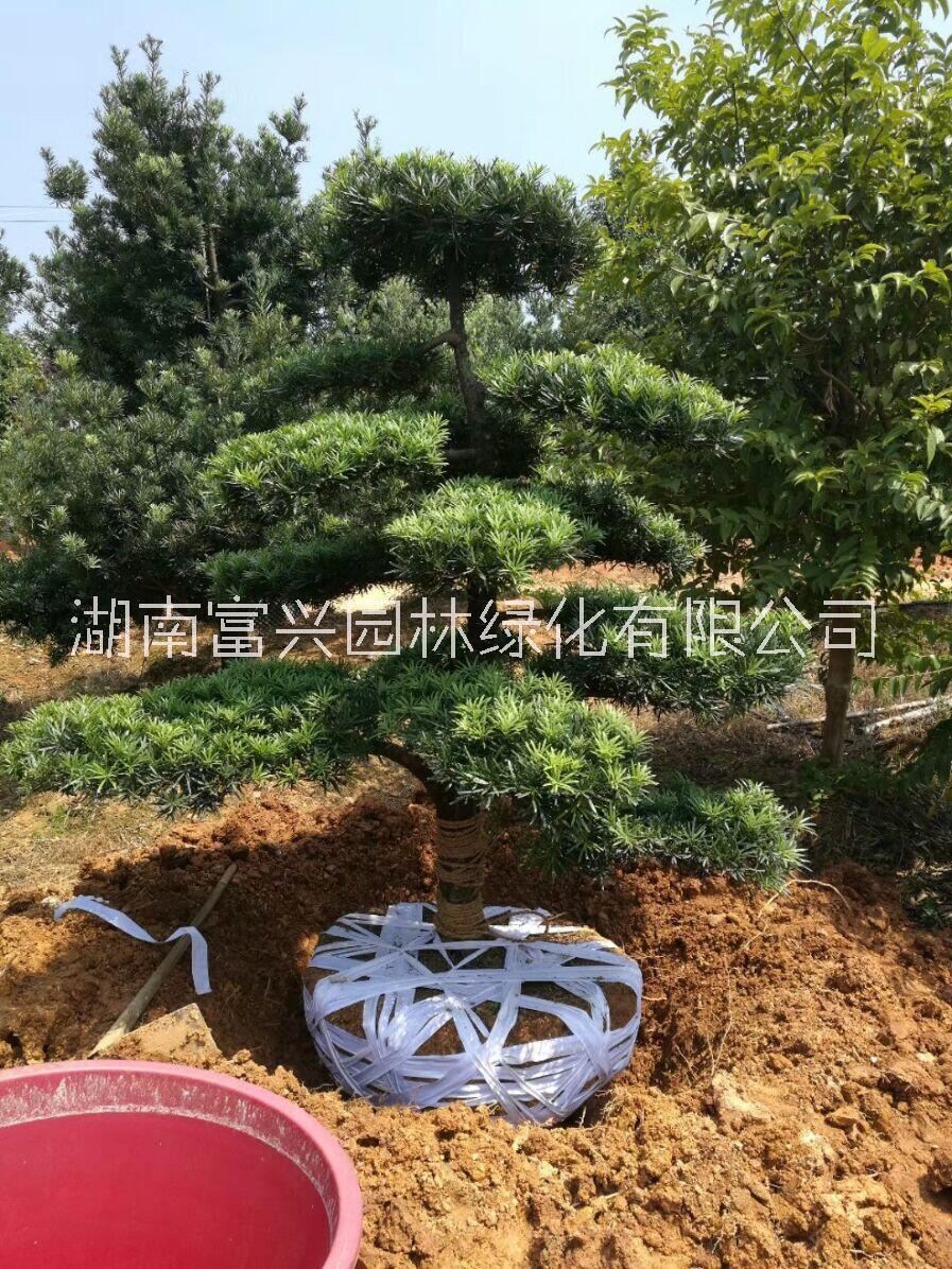 造型羅漢松圖片/造型羅漢松樣板圖 (3)