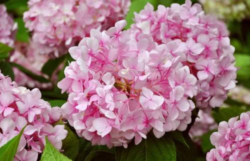 青島市繡球花廠家直銷,青島市繡球花批發(fā)市場,青島市繡球花養(yǎng)殖,青島市繡球花圖片,青島市繡球花價(jià)格