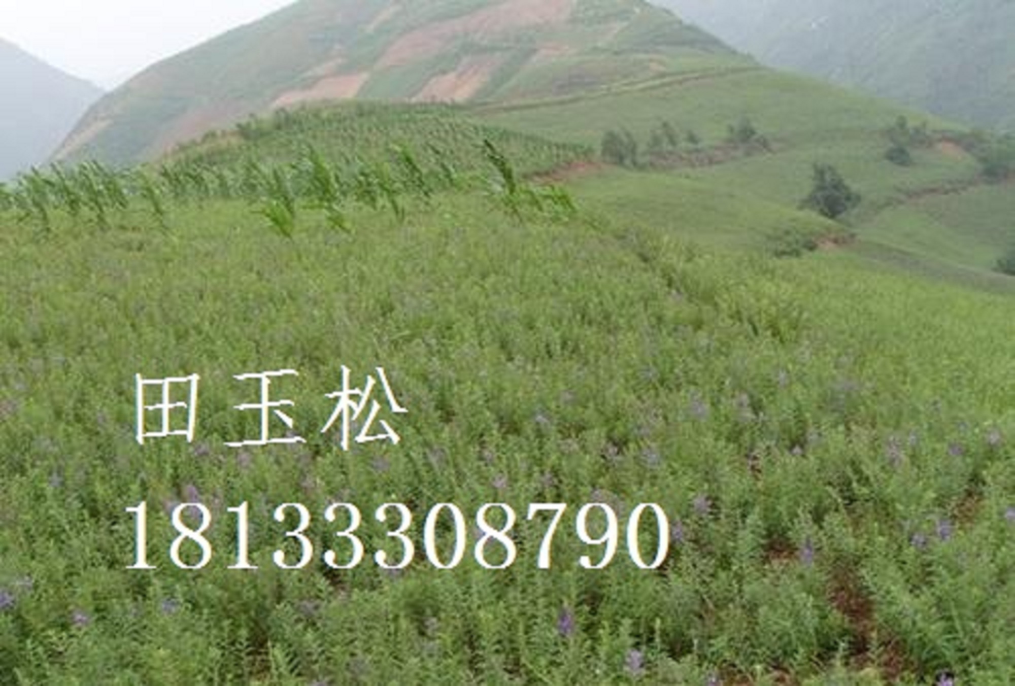 丹參圖片/丹參樣板圖 (1)