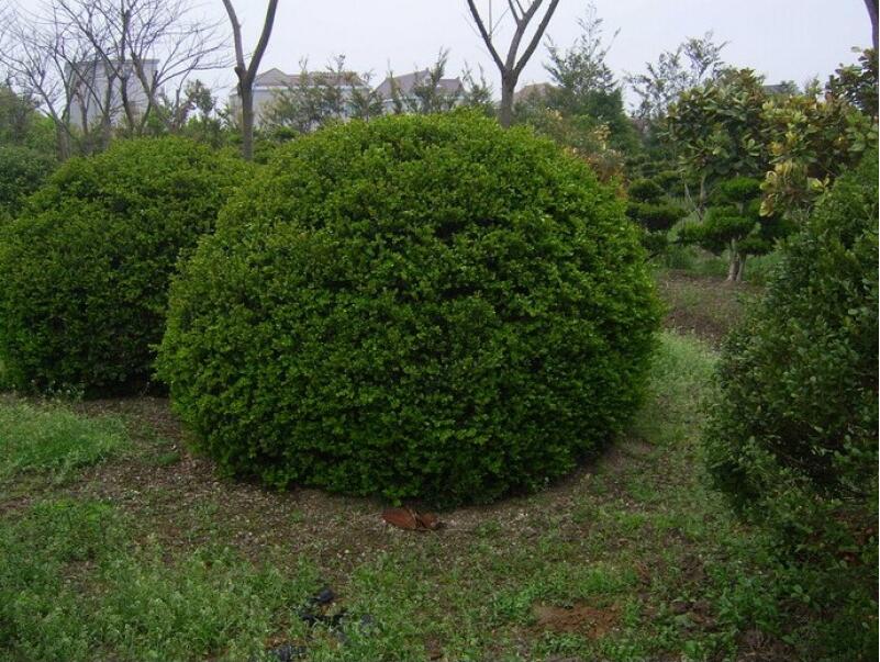 武汉室内花卉植物大花蕙兰盆栽，年宵花卉礼品杜鹃开业乔迁盆景