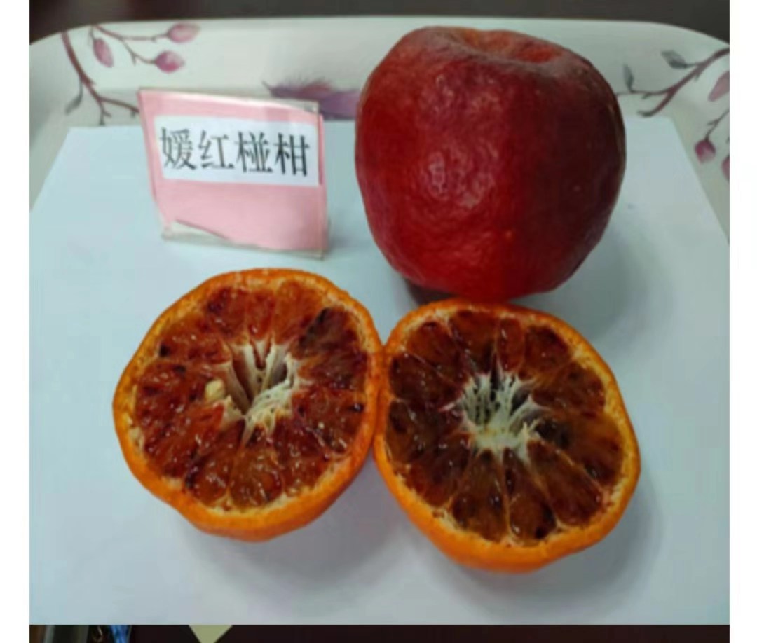 柑苗圖片/柑苗樣板圖 (2)