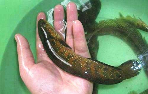 魚(yú)苗圖片/魚(yú)苗樣板圖 (3)