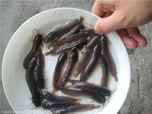 魚(yú)苗圖片/魚(yú)苗樣板圖 (2)