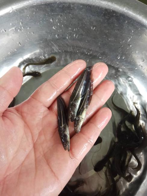 鯰魚苗圖片/鯰魚苗樣板圖 (3)