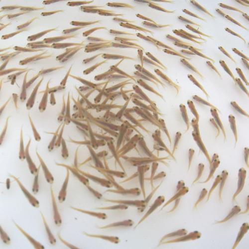 鯉魚(yú)魚(yú)苗圖片/鯉魚(yú)魚(yú)苗樣板圖 (2)