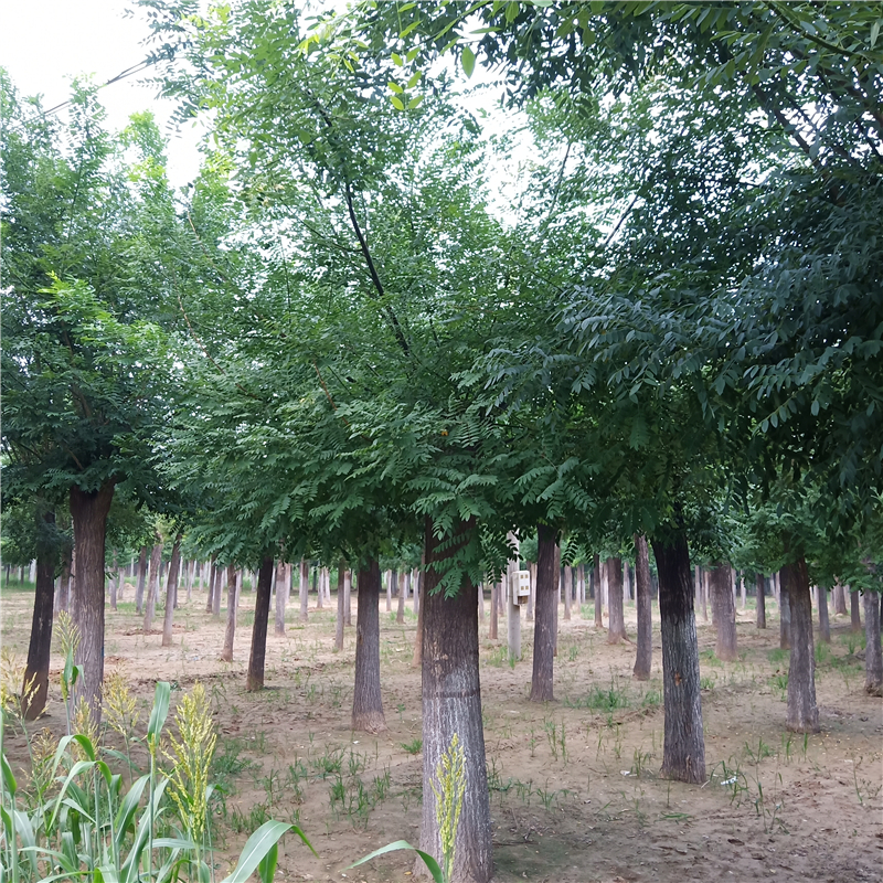 菏泽市大国槐厂家