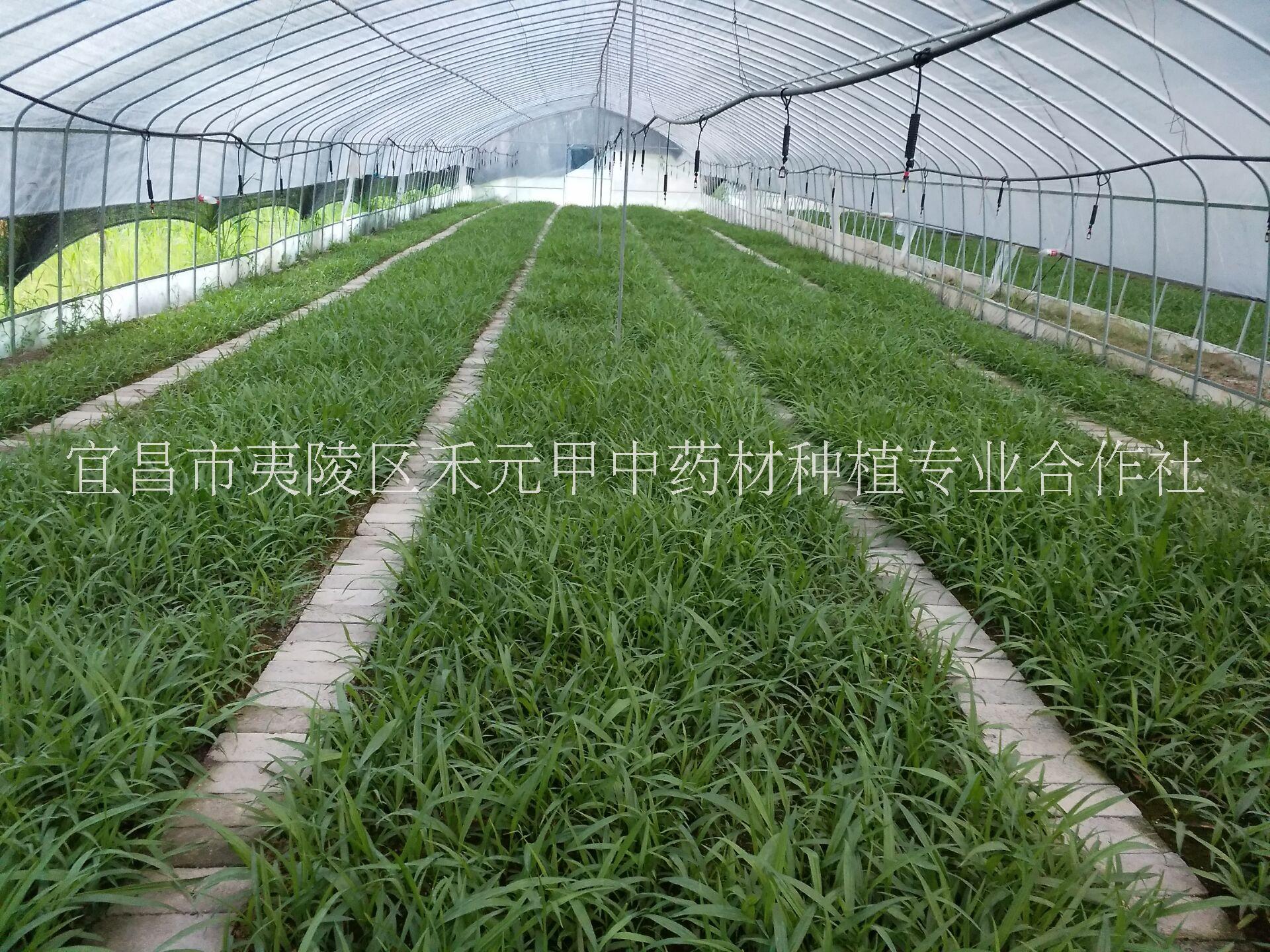 白芨種苗種植基地價(jià)格批發(fā)市場(chǎng)前景 湖北白芨種苗基地