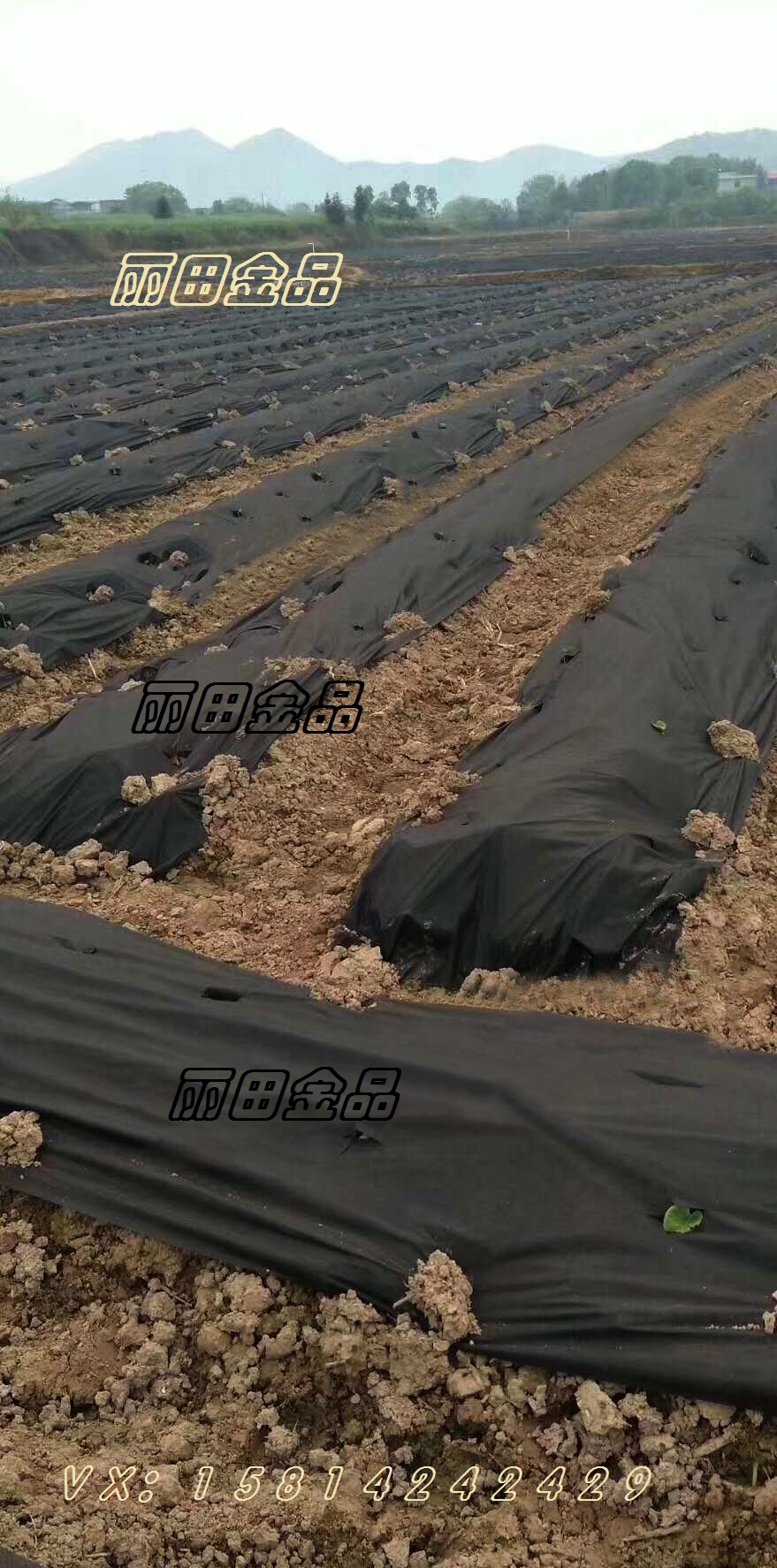 防草布/防寒布/水果套袋圖片/防草布/防寒布/水果套袋樣板圖 (1)