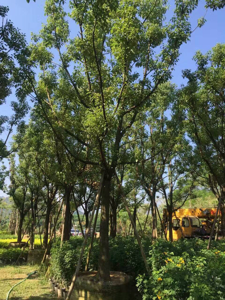 基地直銷供應(yīng)多規(guī)格園林行道景觀樹香樟