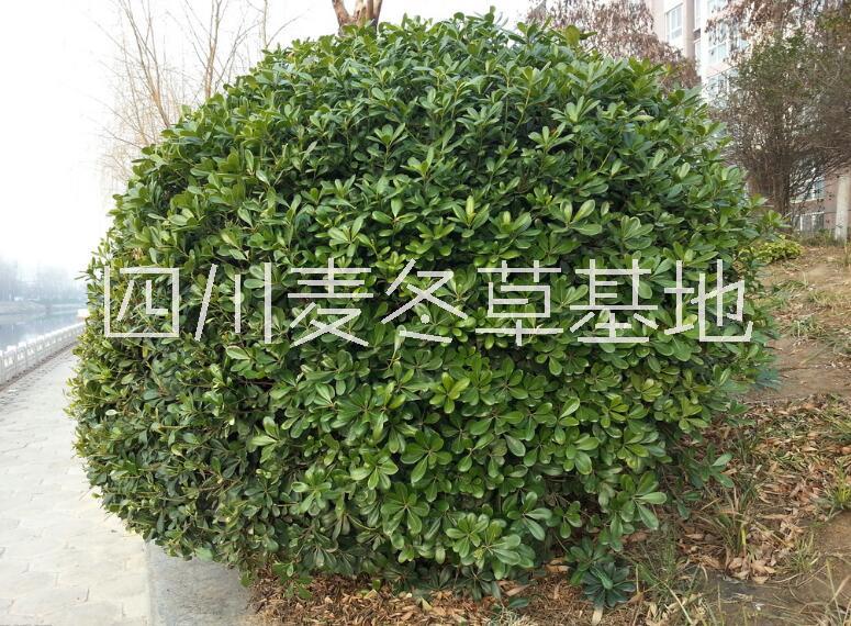 成都海桐球種植基地圖片