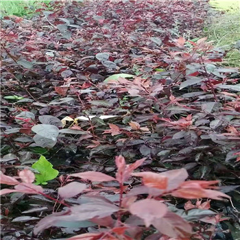 紫葉矮櫻圖片/紫葉矮櫻樣板圖 (1)