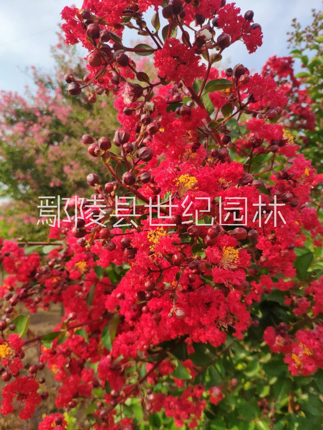 垂枝海棠圖片/垂枝海棠樣板圖 (3)