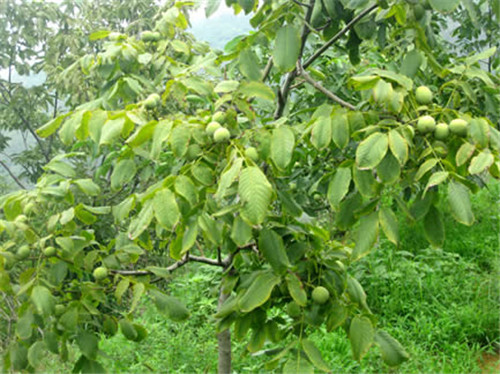 山東泰安核桃苗基地-山東泰安核桃苗種植批發(fā)基地-【泰安高新區(qū)堯乙良種苗木園藝場(chǎng)】