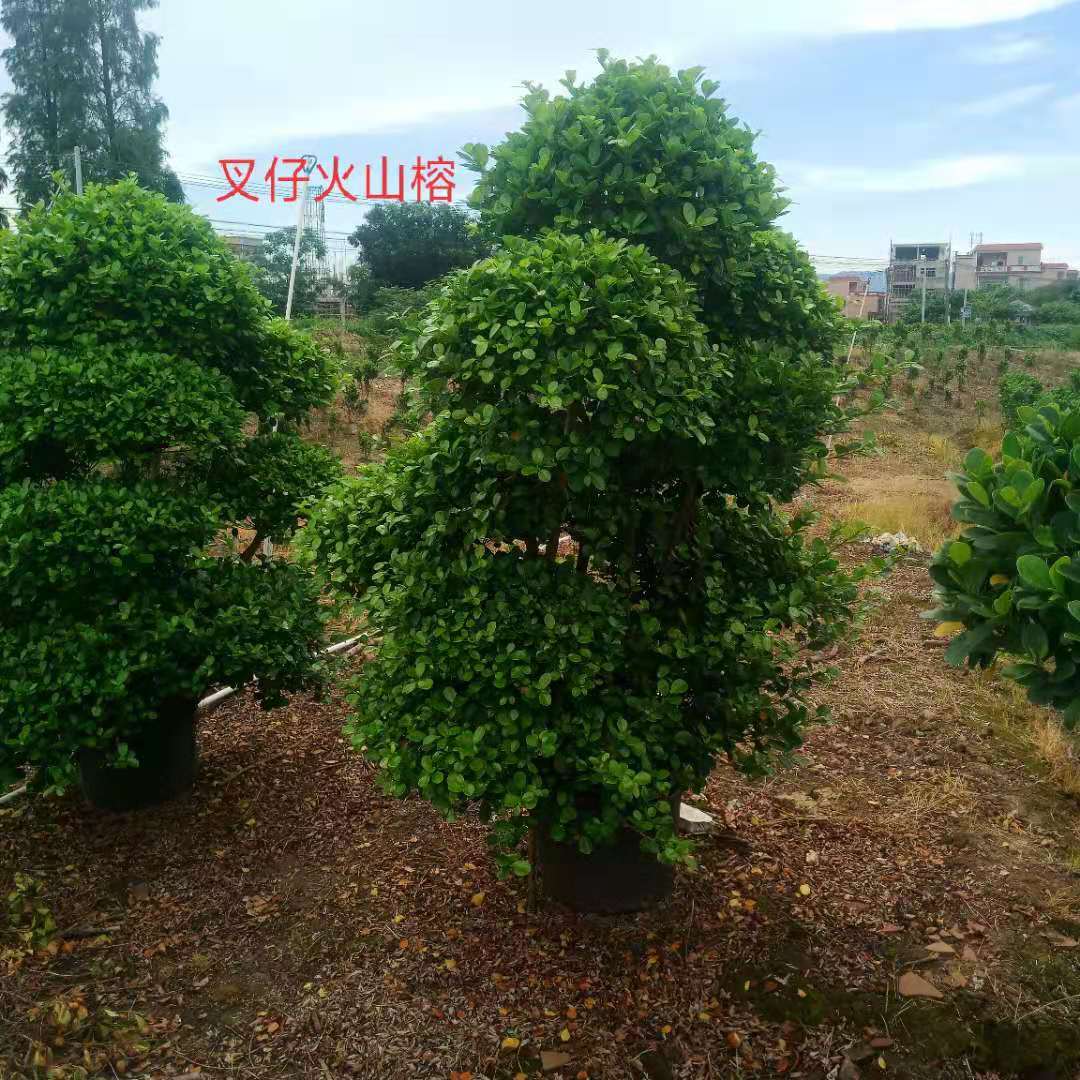 火山圖片/火山樣板圖 (4)