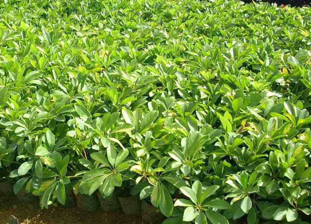 四川鴨腳木基地圖片/四川鴨腳木基地樣板圖 (2)