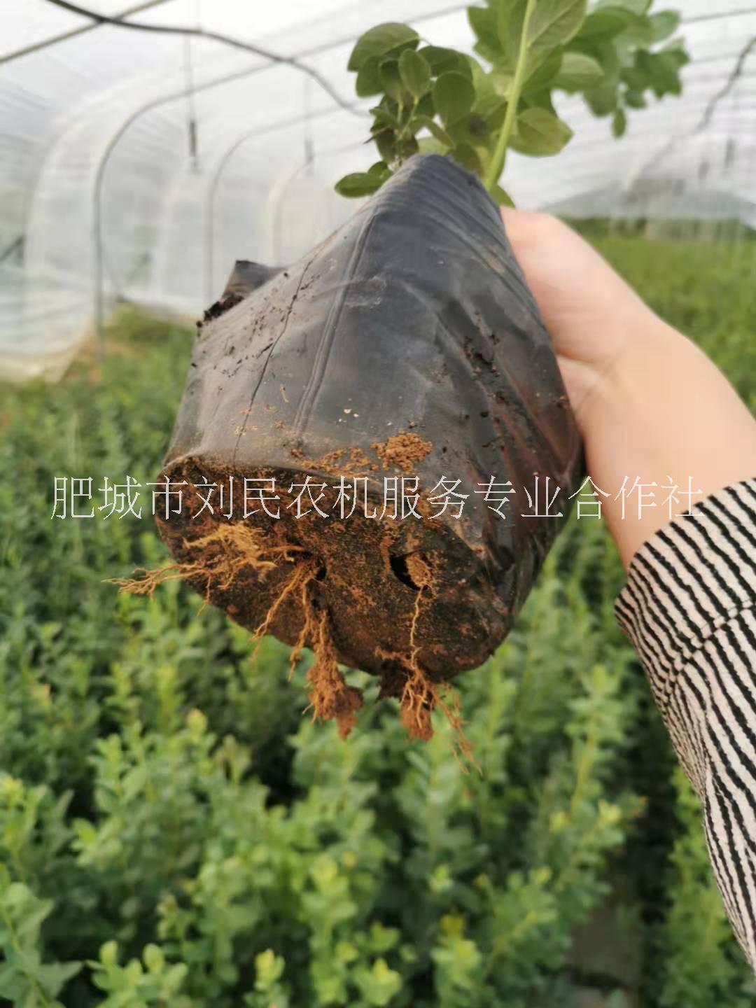 藍(lán)莓苗圖片/藍(lán)莓苗樣板圖 (3)