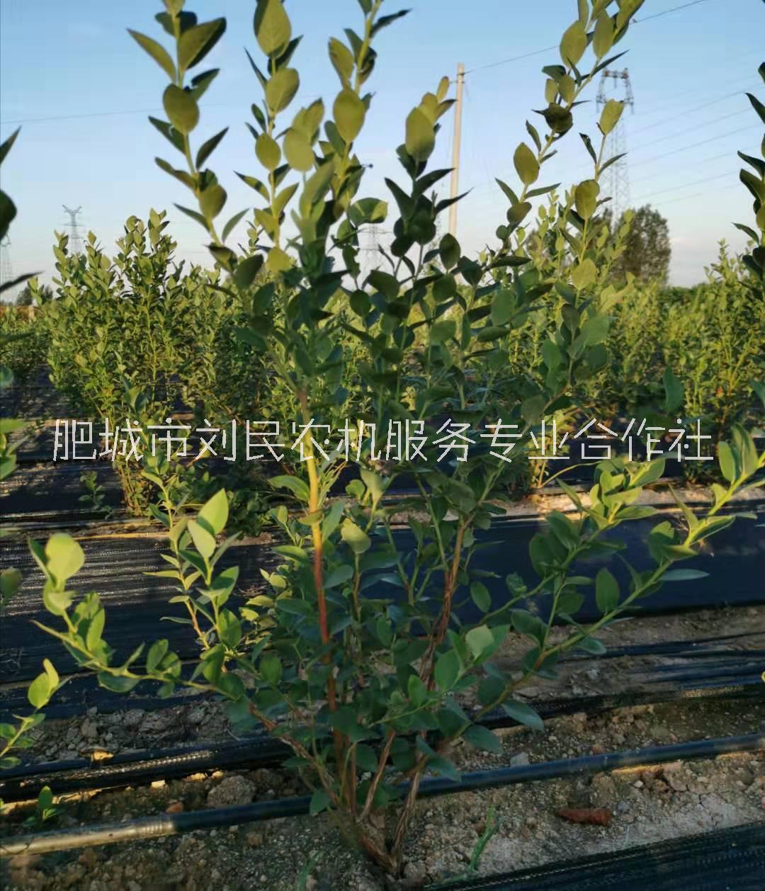 藍(lán)莓苗價(jià)格圖片/藍(lán)莓苗價(jià)格樣板圖 (2)