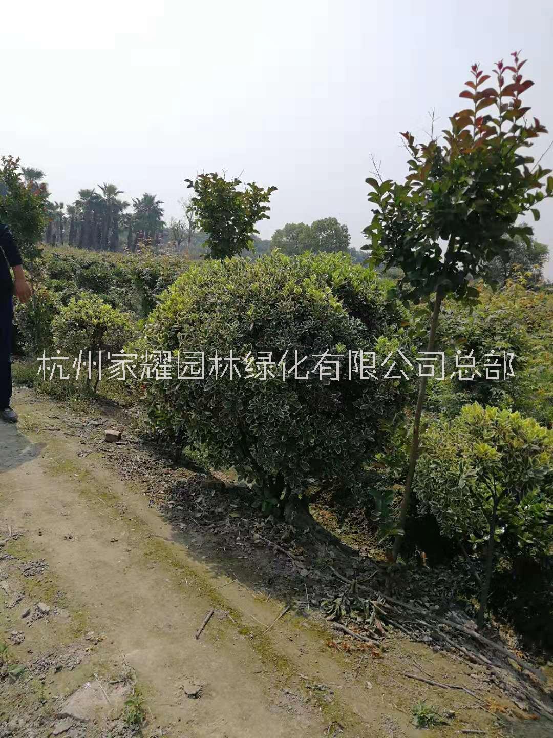 金邊黃楊圖片/金邊黃楊樣板圖 (4)