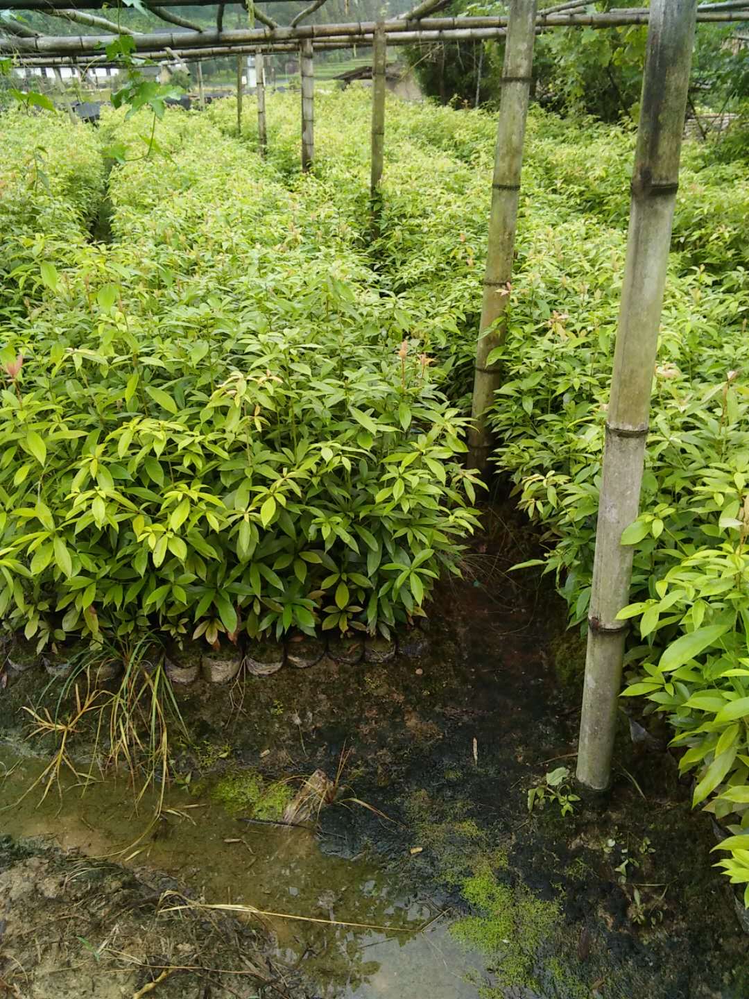 江西优质木楠木苗种植基地直销价格