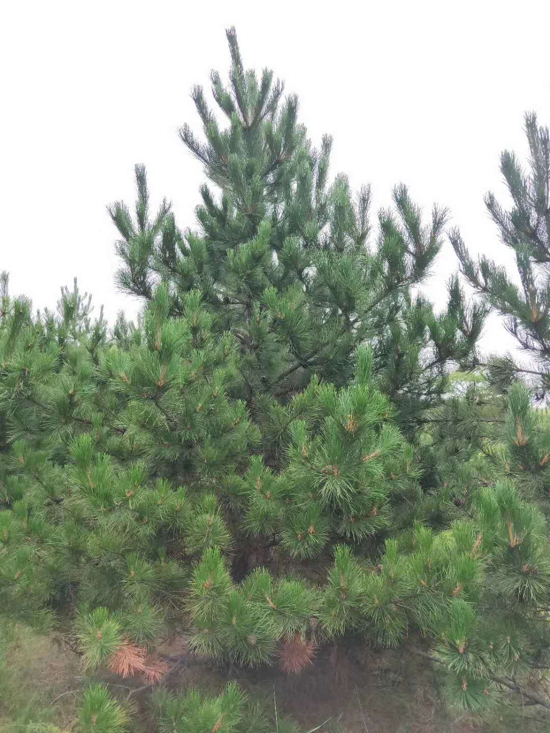 河北油松圖片/河北油松樣板圖 (4)