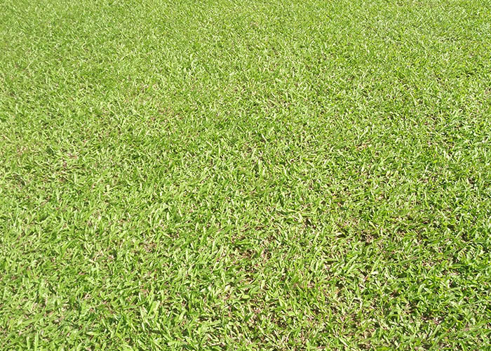 梧州蘭引三號(hào)草批發(fā)基地_廣西貴港蘭引三號(hào)草價(jià)格_【廣西北海蘭引三號(hào)草批發(fā)】