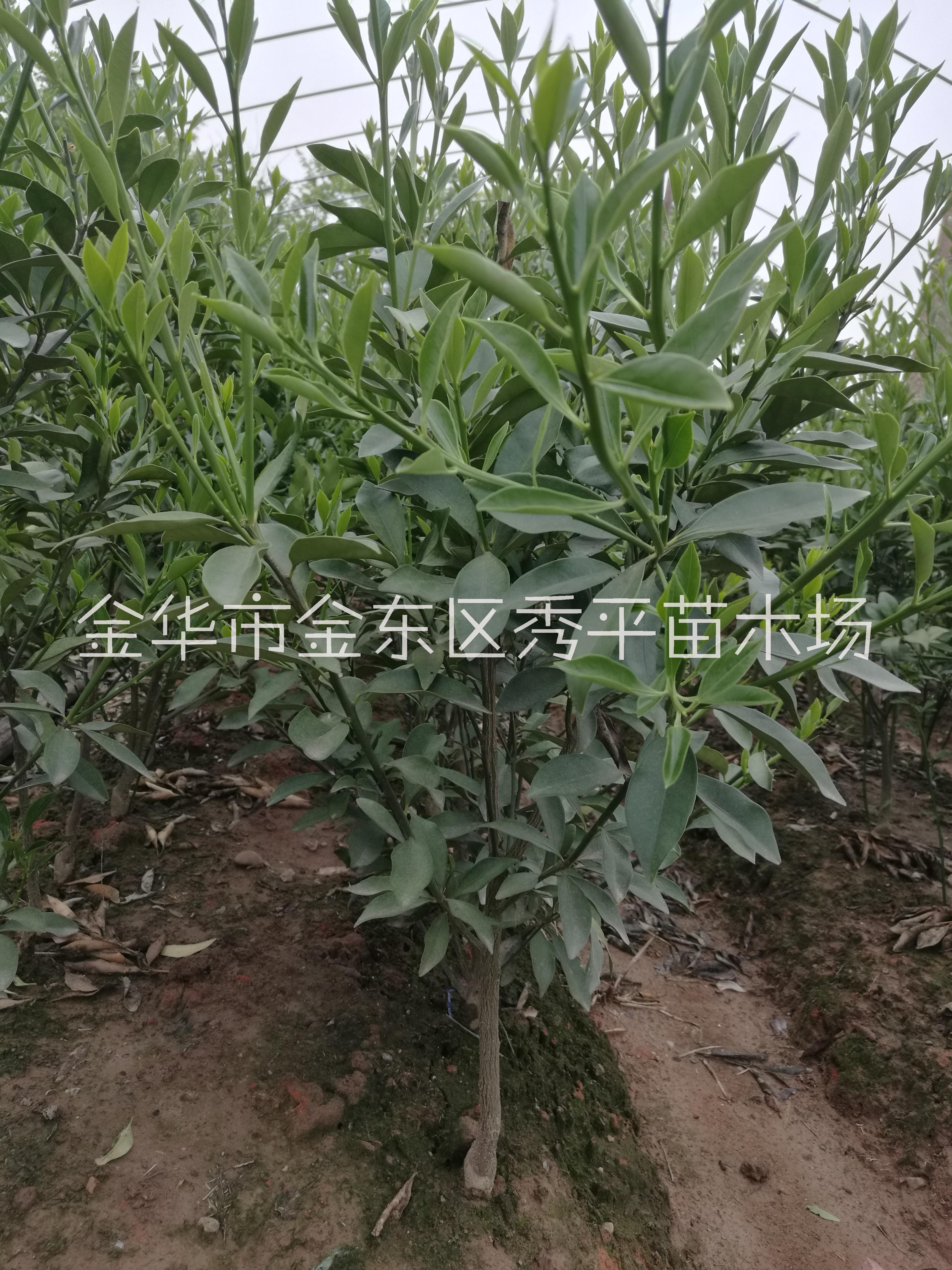 金桔樹(shù)苗圖片/金桔樹(shù)苗樣板圖 (4)