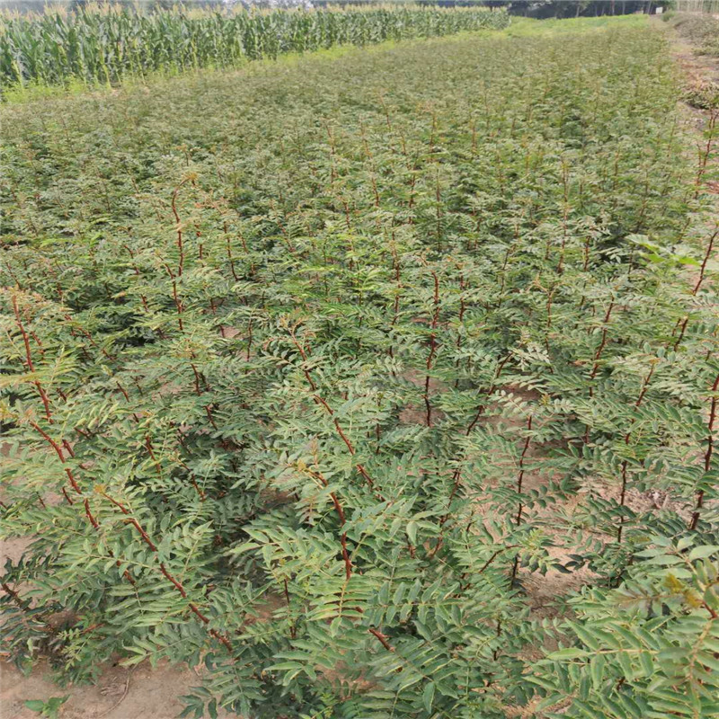 山東花椒樹苗基地花椒樹苗價格暢購無憂好貨價低