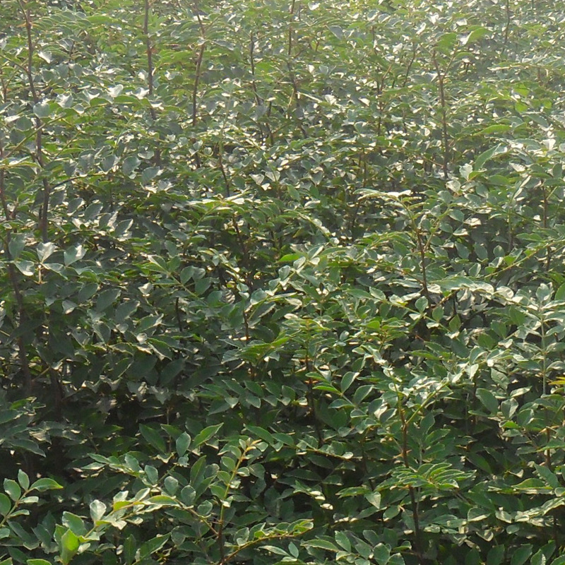 山东泰安花椒苗基地-山东泰安花椒苗批发价格【泰安高新区北集坡海彬园艺场】图片