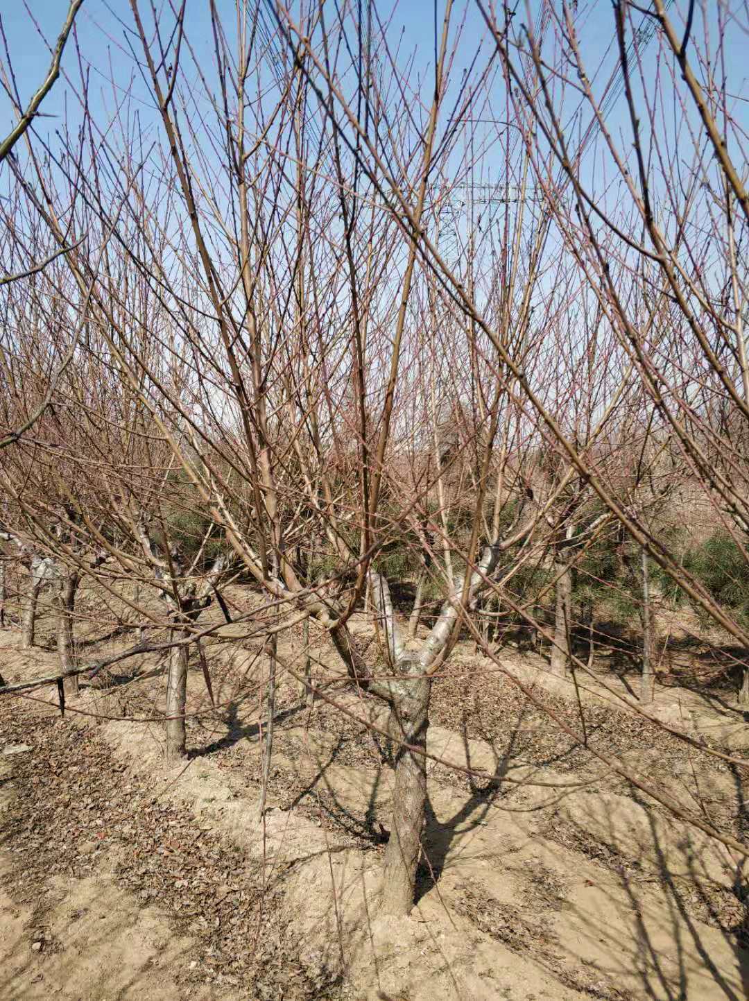 碧桃圖片/碧桃樣板圖 (3)