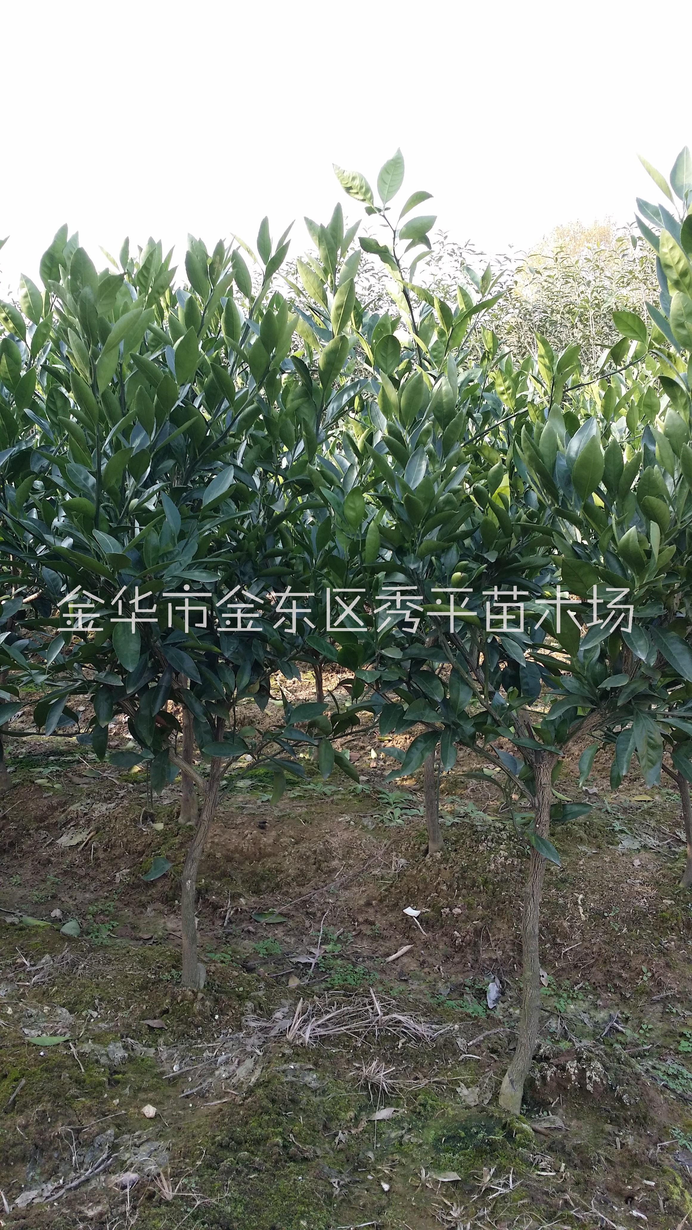 早熟圖片/早熟樣板圖 (2)