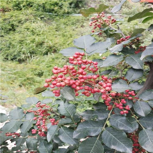 大紅袍花椒苗圖片/大紅袍花椒苗樣板圖 (1)