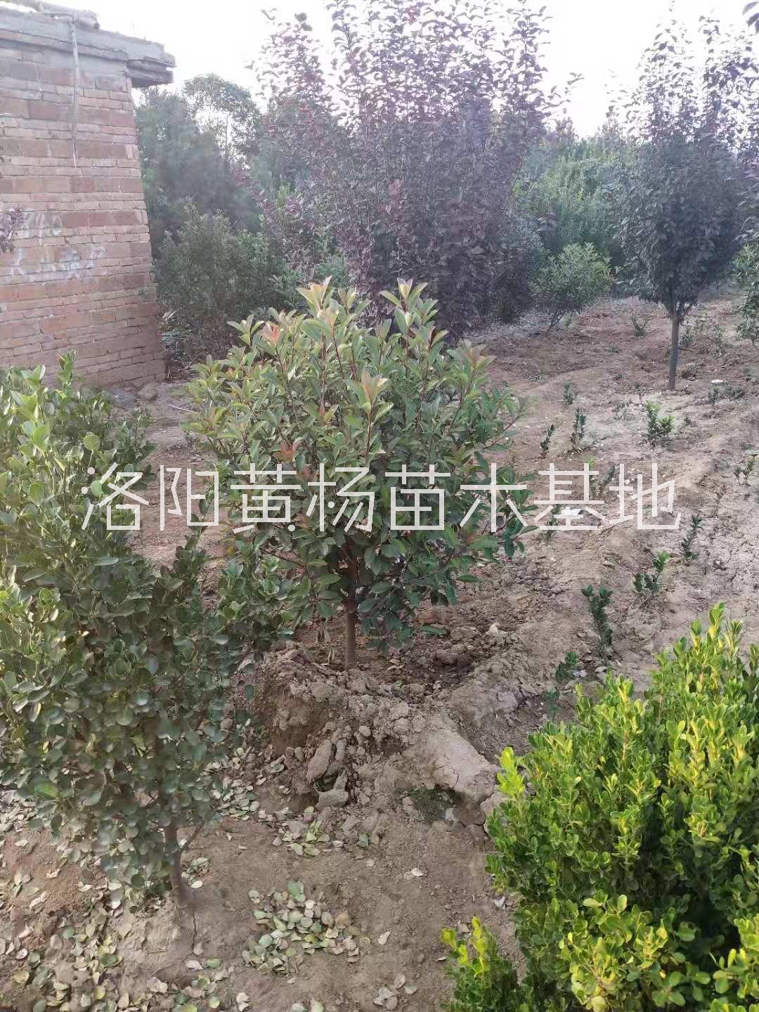 紅葉石楠80毛球圖片