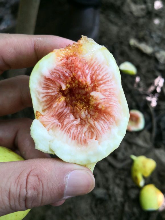 無花果圖片/無花果樣板圖 (1)