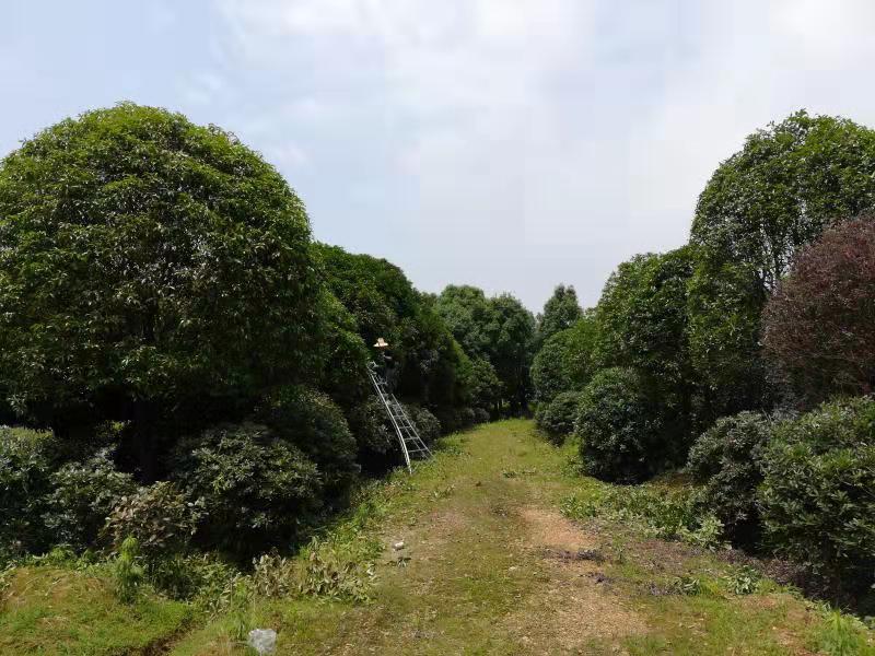 安徽桂花樹苗基地電話，安徽桂花供應(yīng)電話，安徽桂花基地直銷商